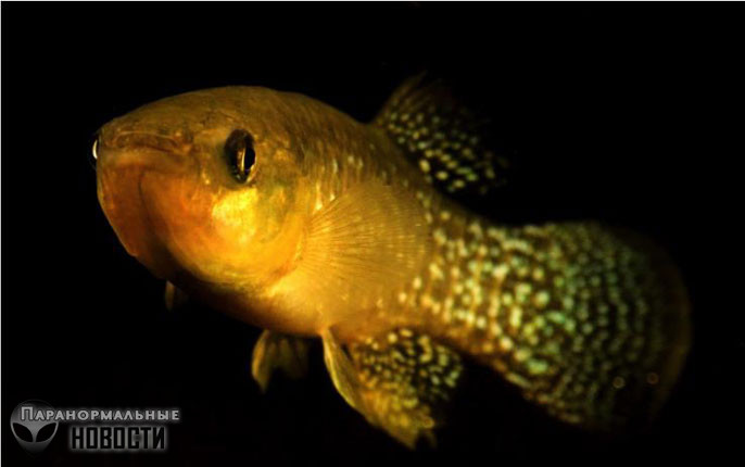 В Техасе нашли рыбу, которая эволюционировала для жизни в очень грязной воде