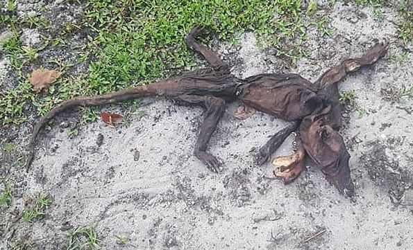 Останки непонятного существа найдены во Флориде