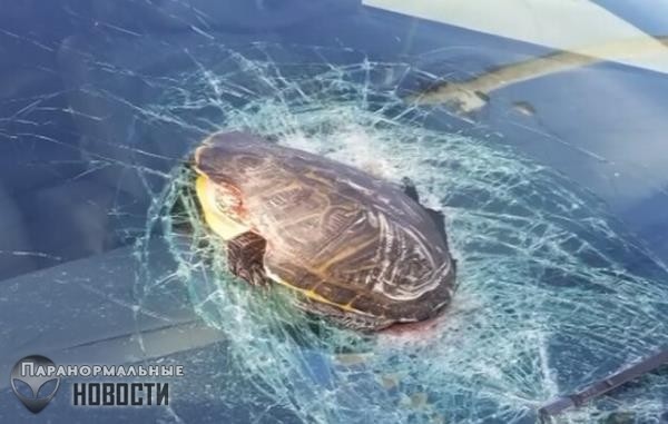 «Летающая» черепаха едва не убила водителя автомобиля