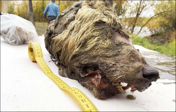 В Сибири нашли прекрасно сохранившуюся голову волка, жившего 40 тысяч лет назад
