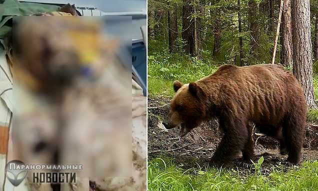 Живой труп: Мужчина со сломанной спиной месяц пролежал в медвежьей берлоге и выжил (Осторожно! Шокирующий контент! 18+)
