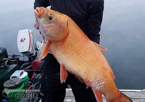 Огромную оранжевую рыбу-мутанта поймали в американском озере
