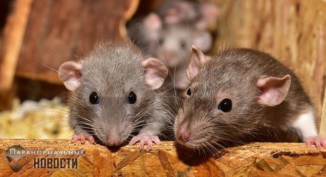 Странная теория заговора о крысах: Розуэлл и чумные бомбы