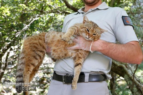 Мифический корсиканский «кот-лиса» оказался реальным животным