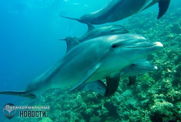 Загадочные случаи, когда дельфины спасали людей от акул