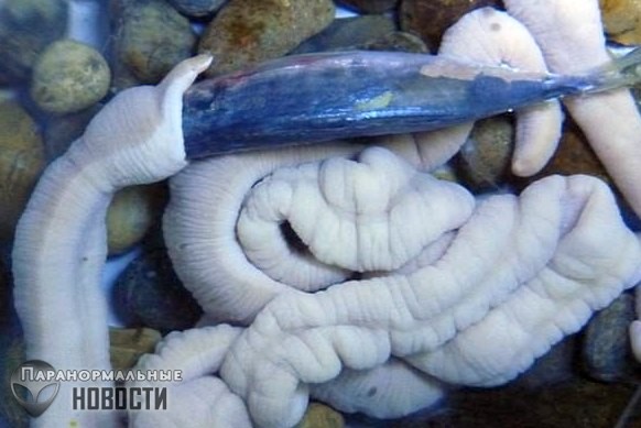 В аквариуме Японии обитают 70-сантиметровые черви, которые едят рыбу целиком