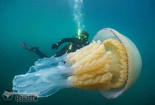 У берегов Англии засняли медузу размером с человека