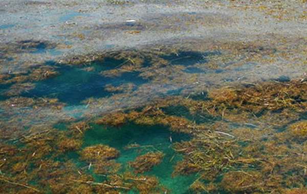 Аномалия в Атлантике: В океане стали активно размножаться бурые водоросли