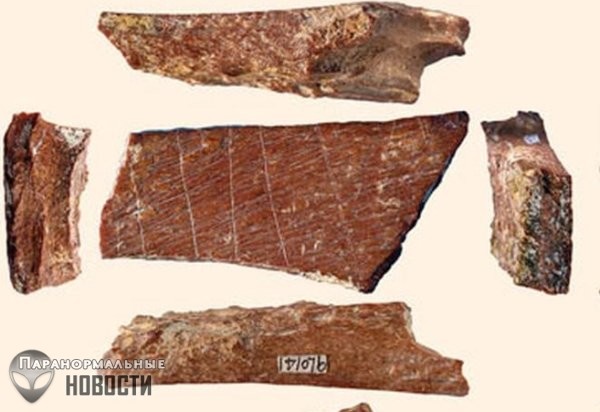 Загадка костей животных, на которых 115 тысяч лет назад кто-то оставил красивую гравировку из линий