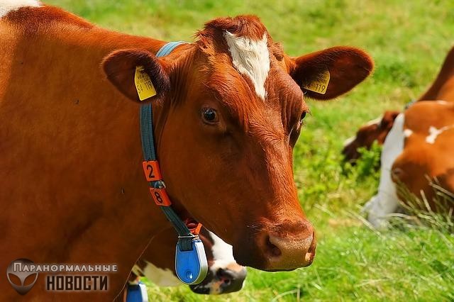 Высосали заживо: В Северной Каролине тысячи клещей убили пять коров