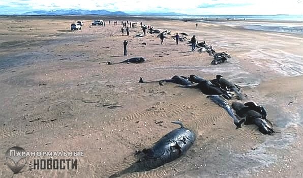 Загадка 50 мертвых гринд, которых выбросило на берег Исландии