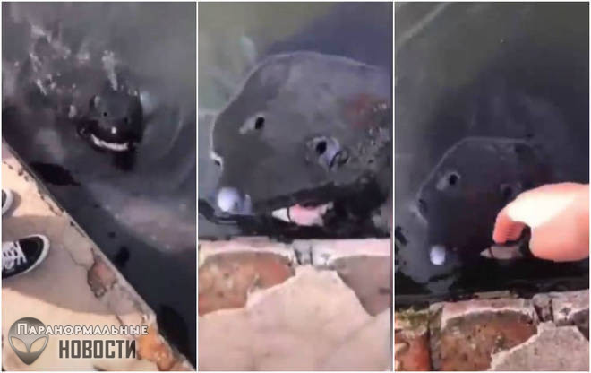 На видео засняли жуткую черную «рыбу из Ада»‎
