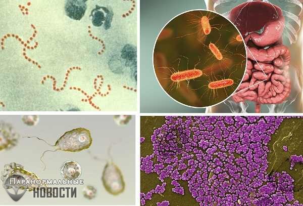 10 бактерий, которые могут заживо съесть человека