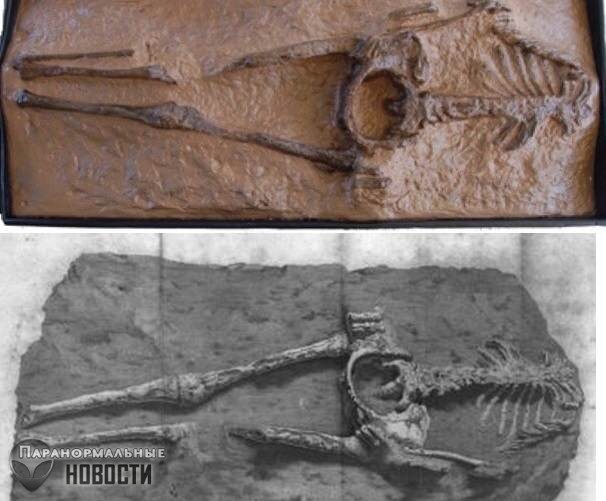 Женщина из Гваделупы: Неуместный артефакт возрастом в 28 миллионов лет