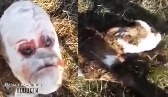 В Аргентине родился жуткий теленок с «человеческим лицом»