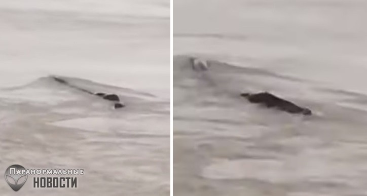 В Китае сняли на видео загадочное длинное существо в реке