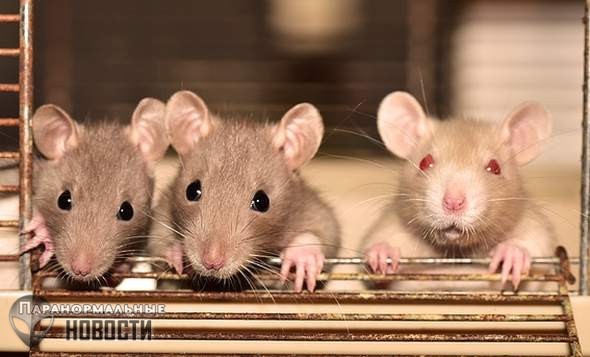 Космическая радиация сделала крыс более сообразительными