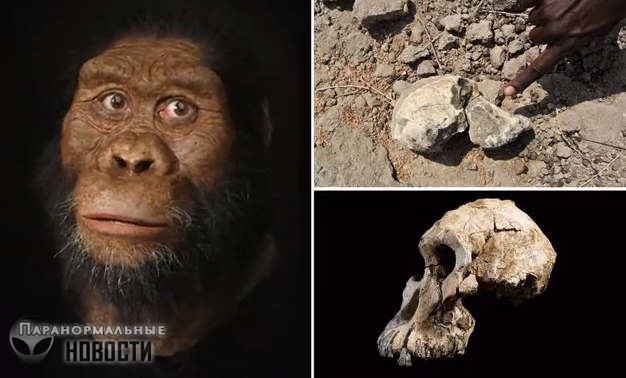Антропологи нашли череп предка человека, который жил 4,2 миллиона лет назад