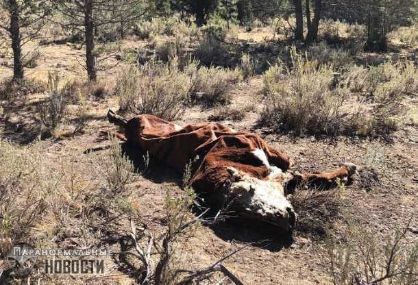В Орегоне нечто убивает коров, высасывая из них всю кровь и удаляя половые органы