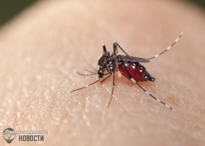 Эксперимент с ГМО-комарами сокрушительно провалился и сделал все еще хуже