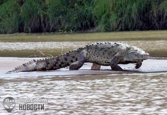 Загадочный 6-метровый крокодил убивает людей в Бурунди