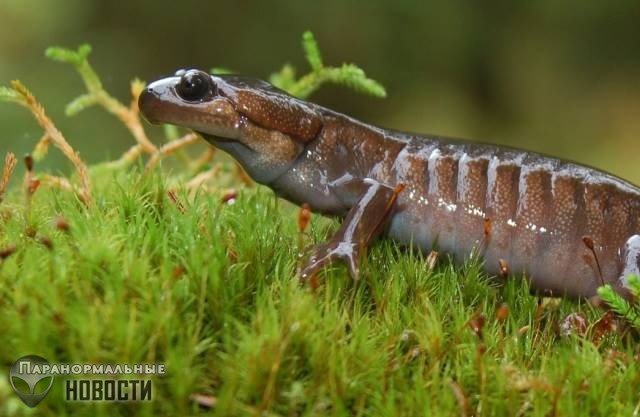 Люди смогут отращивать хрящи как саламандры из-за нового открытия ученых