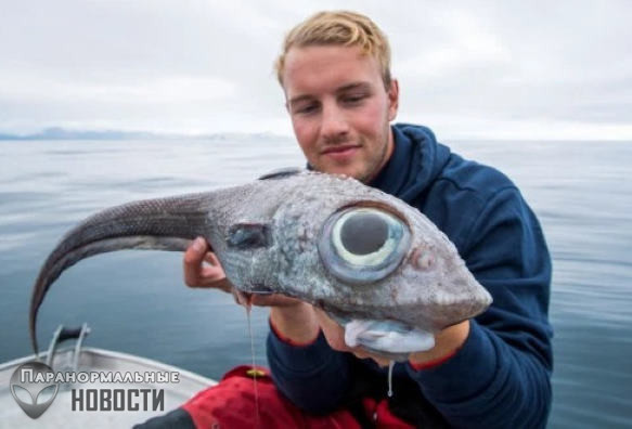 Норвежец поймал неопознанную «рыбу-динозавра» с огромными глазами