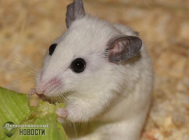 Ученые извлекли мозг мыши из черепа и почти месяц поддерживали в нем жизнь