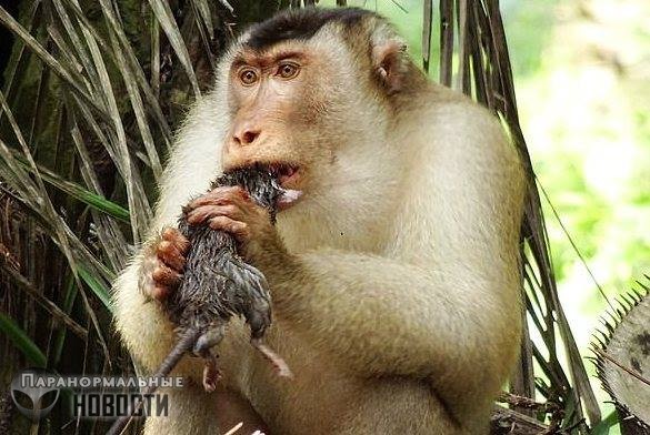 В Малайзии удивленные ученые обнаружили обезьян, массово поедающих крыс