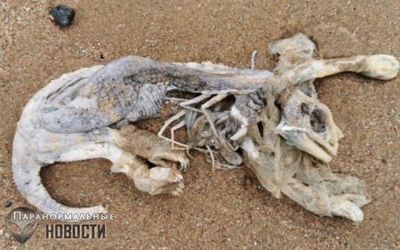 В Шотландии нашли останки странного существа с головой рептилии и лапами кошки