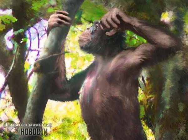 Новое звено эволюции: В Германии откопали кости обезьян, которые ходили на двух ногах еще 12 миллионов лет назад