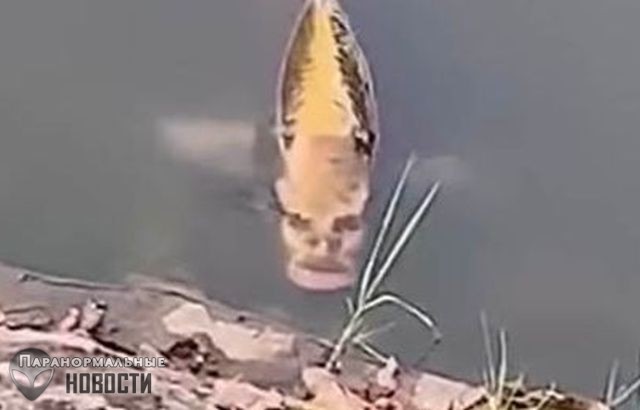 Китайцев напугала рыба с «человеческим лицом»