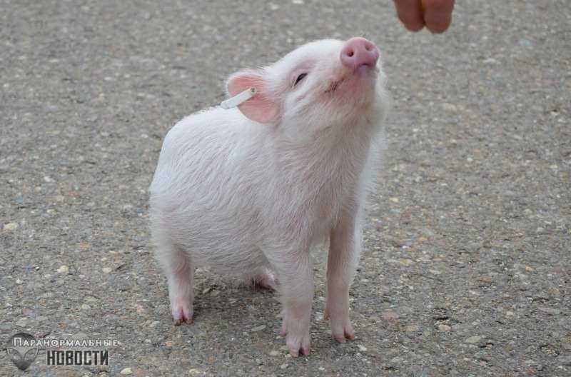 Сенсация в медицине: Человеку впервые пересадили кожу свиньи