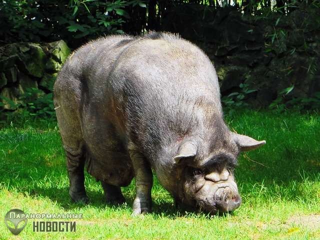 Лондонские истории об огромной черной свинье-людоеде, жившей в канализации