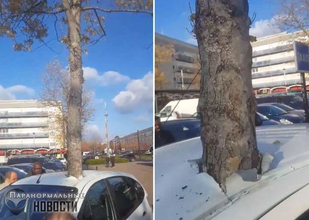 Телепортация или глюк в Матрице? Во Франции автомобиль был странным образом пронзен растущим деревом