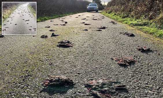 Сотни мертвых птиц найдены на дороге в Уэльсе (+ видео)