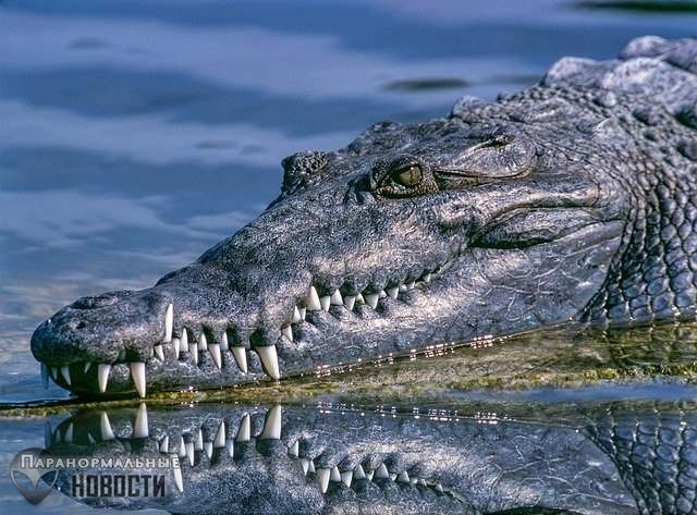 Колдун в Мозамбике натравил крокодилов на жителей деревни