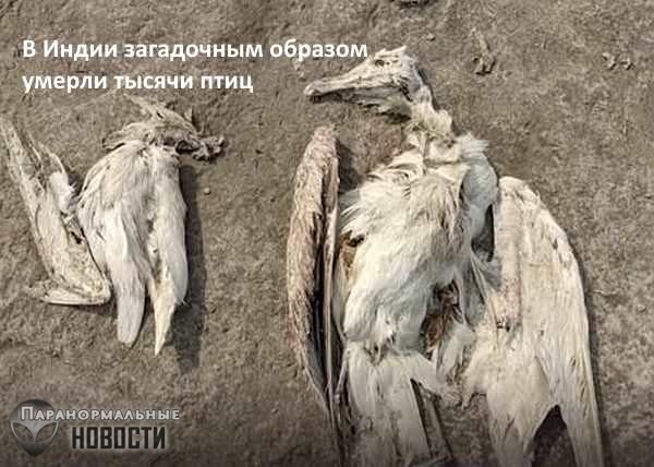 «Никогда не видел тут ничего похожего»: В Индии загадочной смертью умерли 5 тысяч птиц