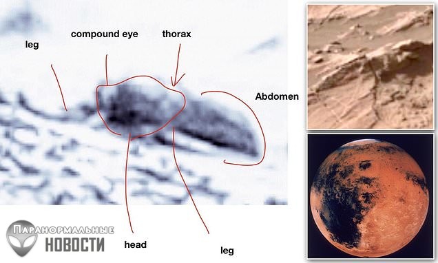 Энтомолог из США разглядел на снимках Марса множество насекомых