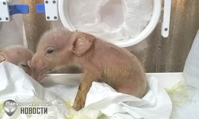 В Китае родились первые в мире гибриды обезьяны и свиньи
 