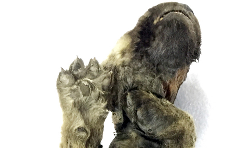 В вечной мерзлоте Сибири обнаружен волченок возрастом 18 000 лет