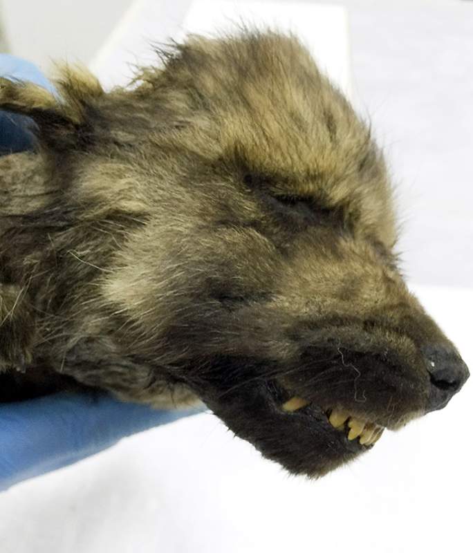В вечной мерзлоте Сибири обнаружен волченок возрастом 18 000 лет