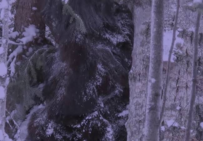 В канадских лесах засняли стоящего рядом с деревом огромного волосатого йети