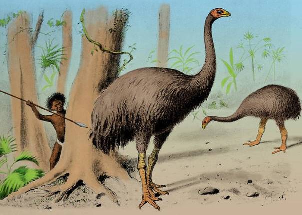 Огромные новозеландские страусы Моа на самом деле не вымерли и все еще встречаются в густых лесах