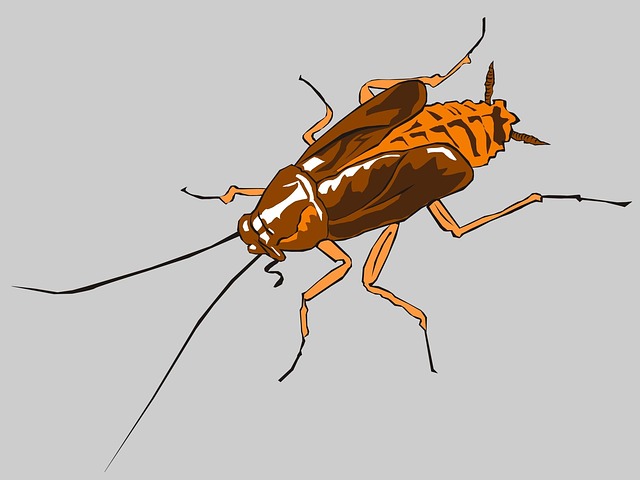 На Мальте обнаружили тараканов-мутантов с белыми глазами