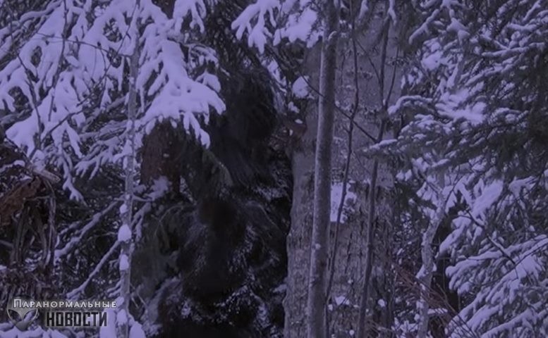 В канадских лесах засняли стоящего рядом с деревом огромного волосатого йети