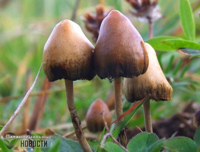 «Волшебные» грибы признаны безопасными для здоровья человека