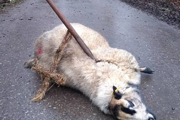 Таинственные сатанисты продолжают зверски убивать британских овец