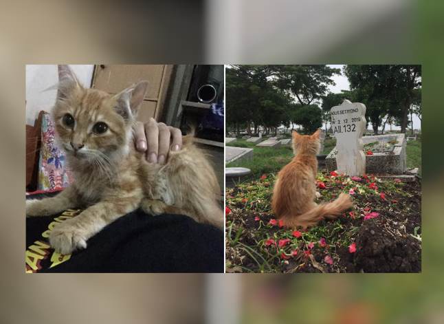 После смерти хозяина котенок впал в депрессию, отказался есть и поправился лишь когда его принесли к могиле хозяина