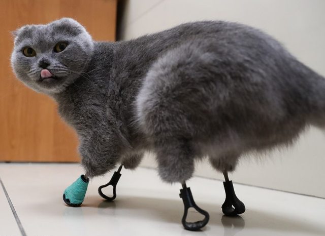 Будущее уже здесь: Бионическая кошка Дымка с титановыми протезами всех четырех лап